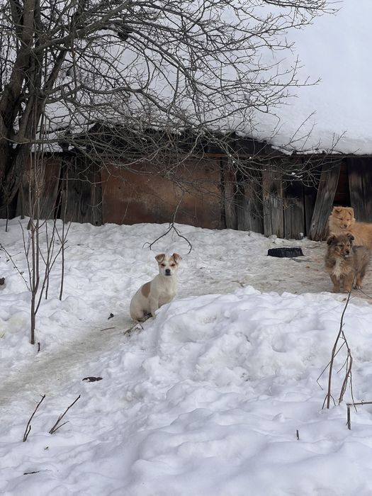 Цуценята безкоштовно
