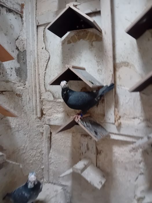 Sprzedam gołębie   I koguty  szabo młode