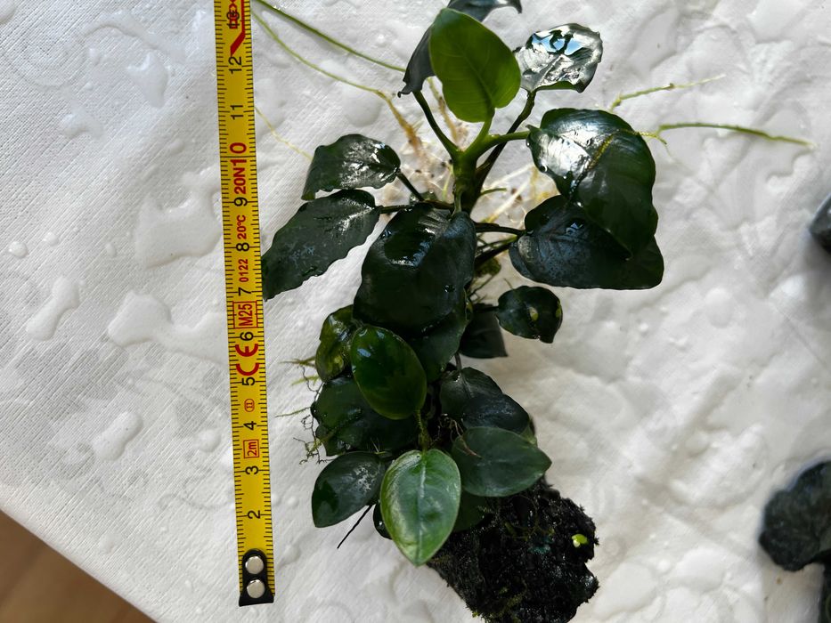 Anubias - Plantas agua doce - Perguntar valor do tamanho desejado.