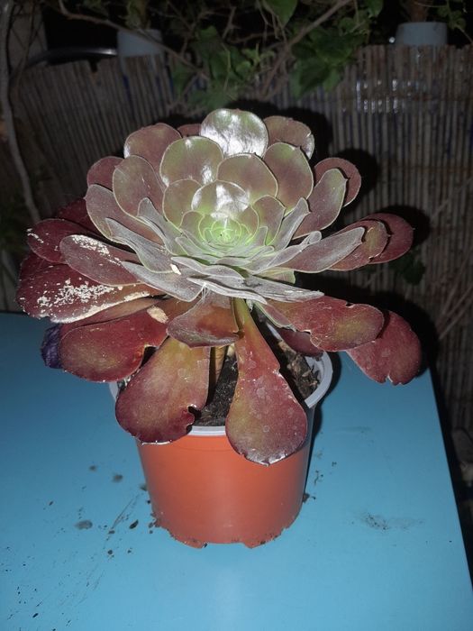 Suculentas Aeonium Negro