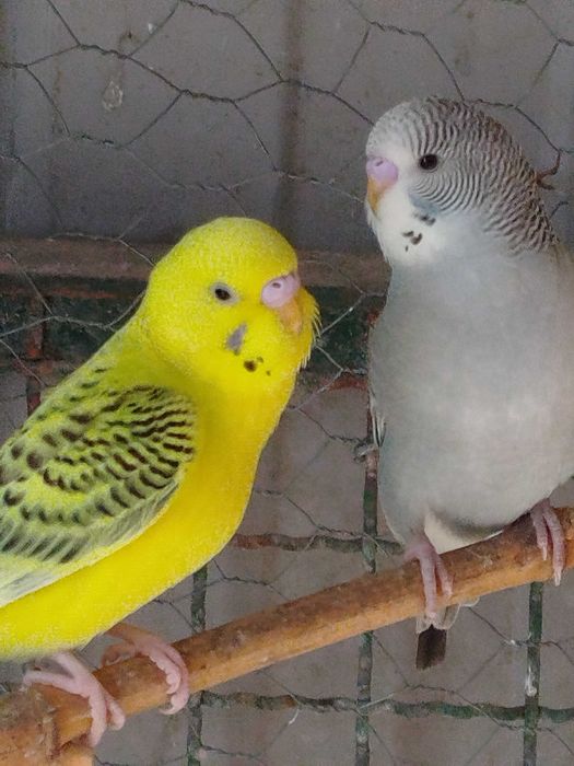 Periquitos com anilha