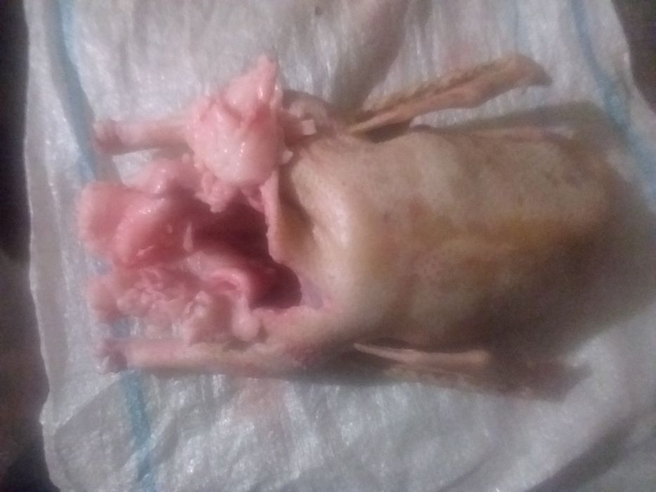 Продам домашние гусиное мясо