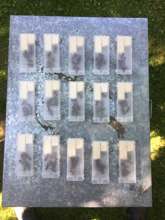 Бджоломатки КАРНИКА Плідні матки 2025 року Пчеломатки Бджолині матки