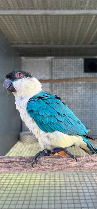 Papagaios Caique de Cabeça Preta com Mutação Azul
