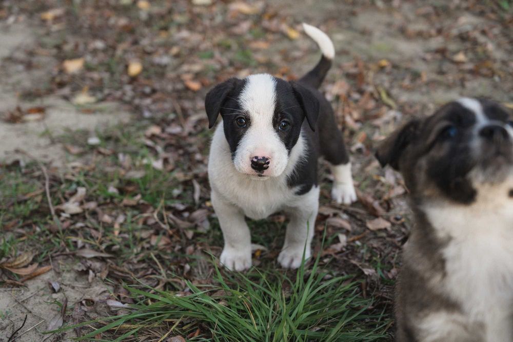 Супермужні цуценята німецької вівчарки та бордер колі 1.5 міс