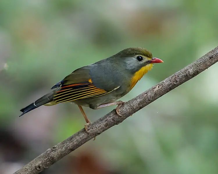 Aves muito cantadoras