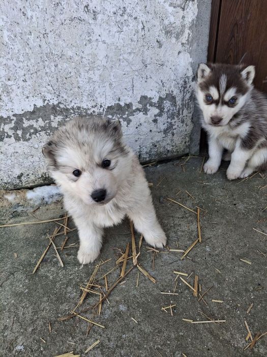 Syberian husky 6tygodni