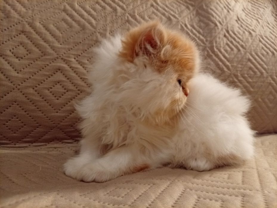 Persa menino fofo