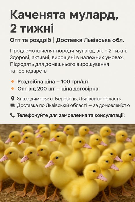 Каченята мулард, 2 тижні | Опт та роздріб | Доставка Львівська обл.