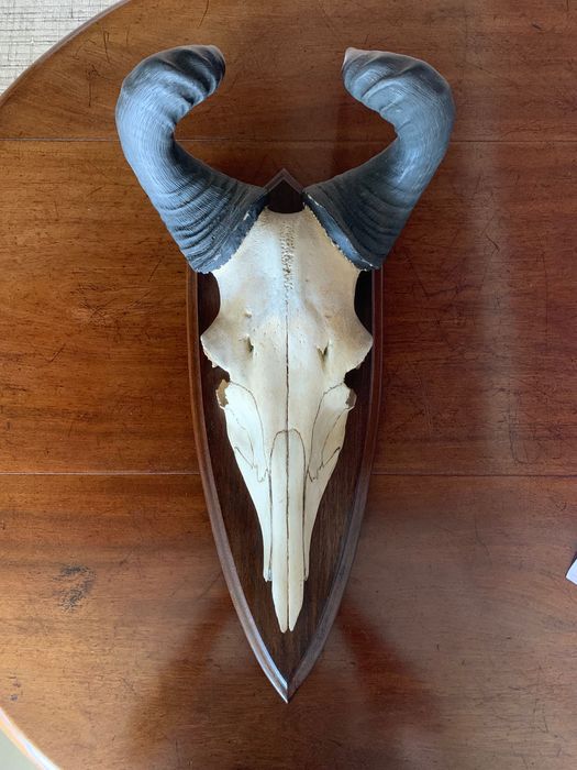 Troféu de caça africano