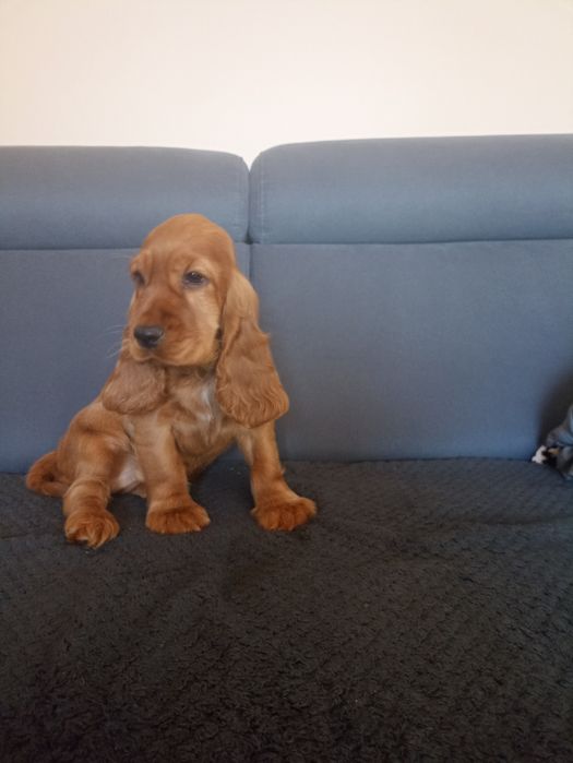 Piękne szczenie cocer spaniel Gotowe do odbioru