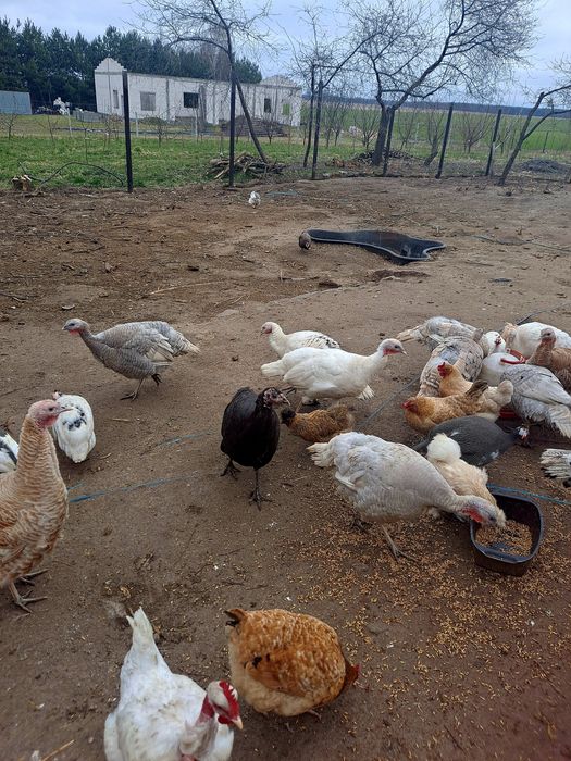 Indyczki zeszłoroczne różne kolory