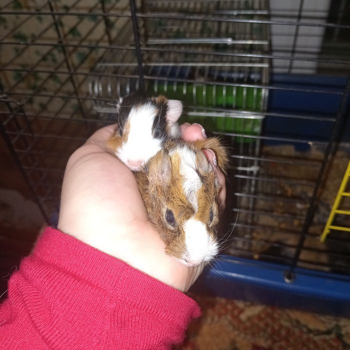 Морські свинки найкращі  домашні пухнастики,морские свинки