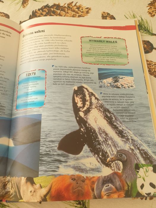 Książka dla dzieci o zwierzętach zagrożonych