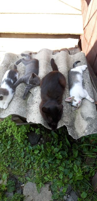 Котенята в добрі руки