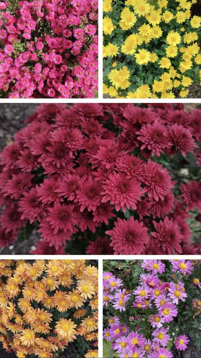 Жоржини, Георгины, та інші квіти