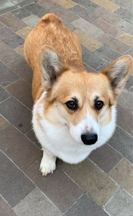 Собачка коргі пембпок