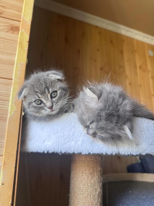 Продам висловухих кошенят