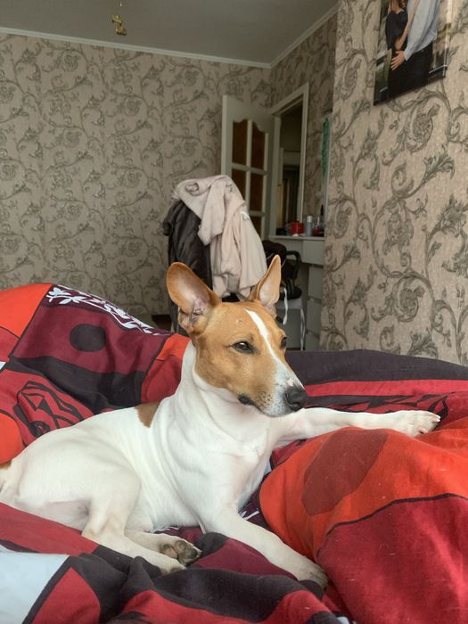 Джек Рассел на вʼязку