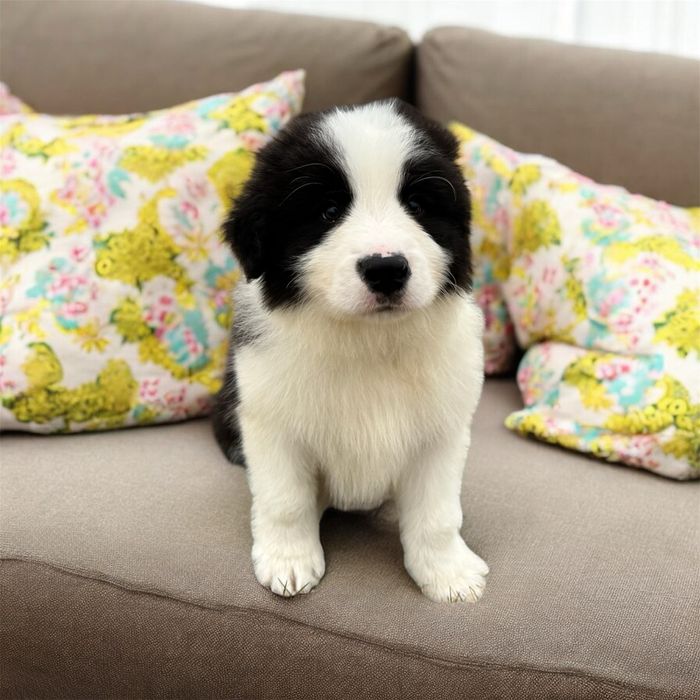 Border collie piesek ZKwP, FCI, gotowy na zmianę domu