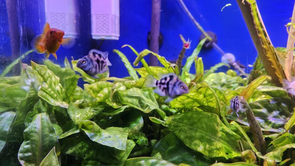 Pielegnica papuzia blue tiger (zebra)