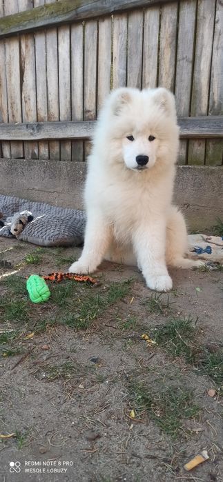 Piesek samoyed, szczeniak ZkwP