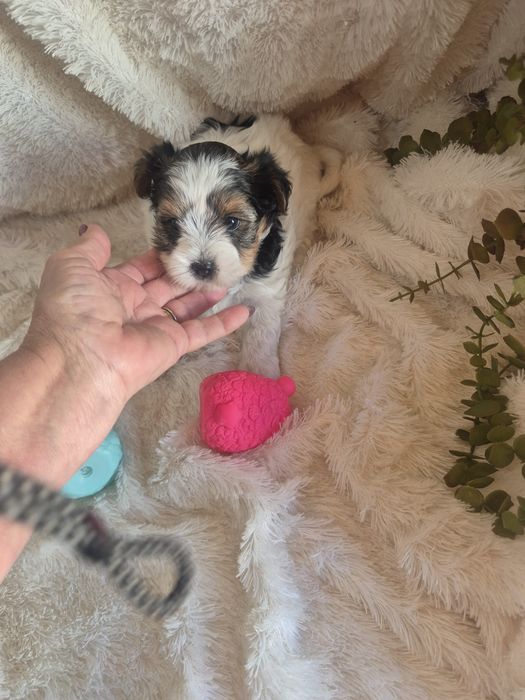 Biewer Terrier Macho Tricolor Criadora Registada PT3088FL