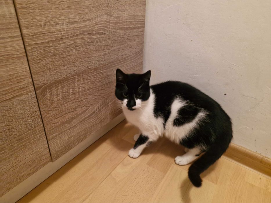 Bezdomna kotka do adopcji