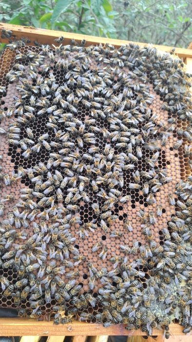 Enxames de abelhas Lusitana 5 quadros