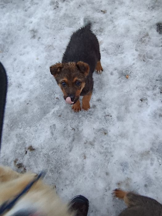 Oddam pieski w dobre ręce