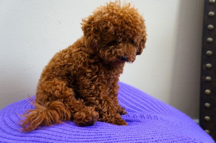 Міні пуделі — гармонія краси та характеру