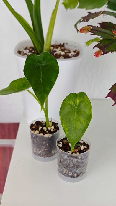 Planta interior Alocasia gageana aurea