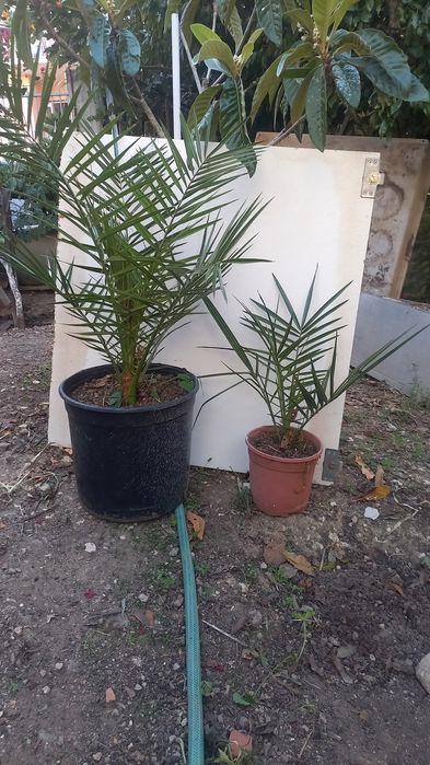 PALMEIRAS  exteriores pequenas e médias