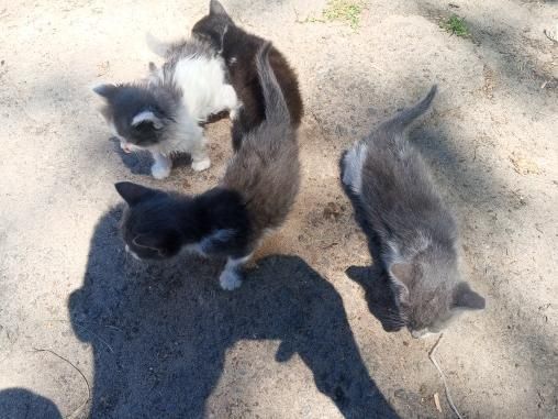 Вітдам в добрі руки