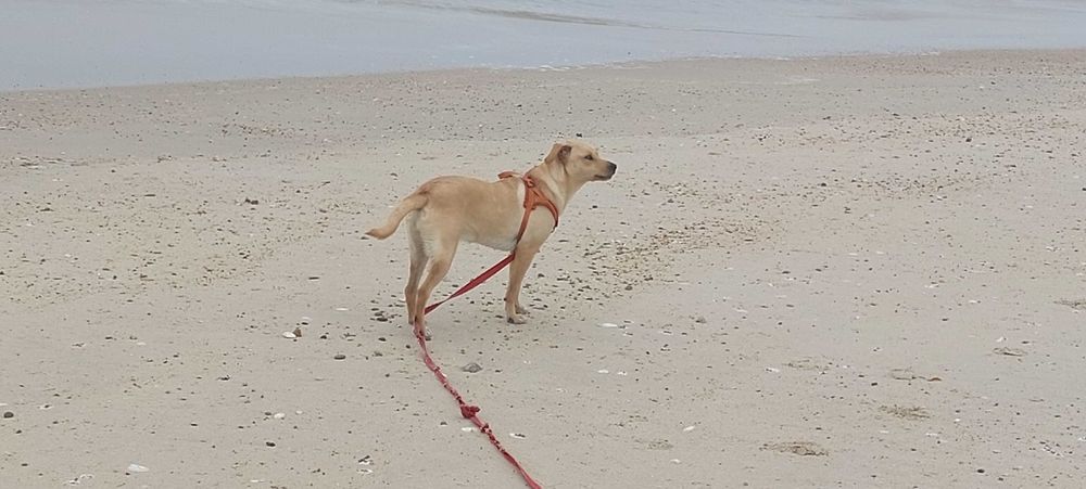 Jupiter labradora de 8 meses