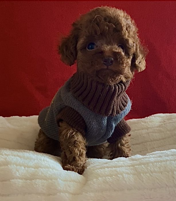 Той пудель дівчинка- лялечка