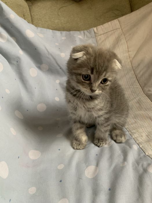 Срочно недорого шотландские котята