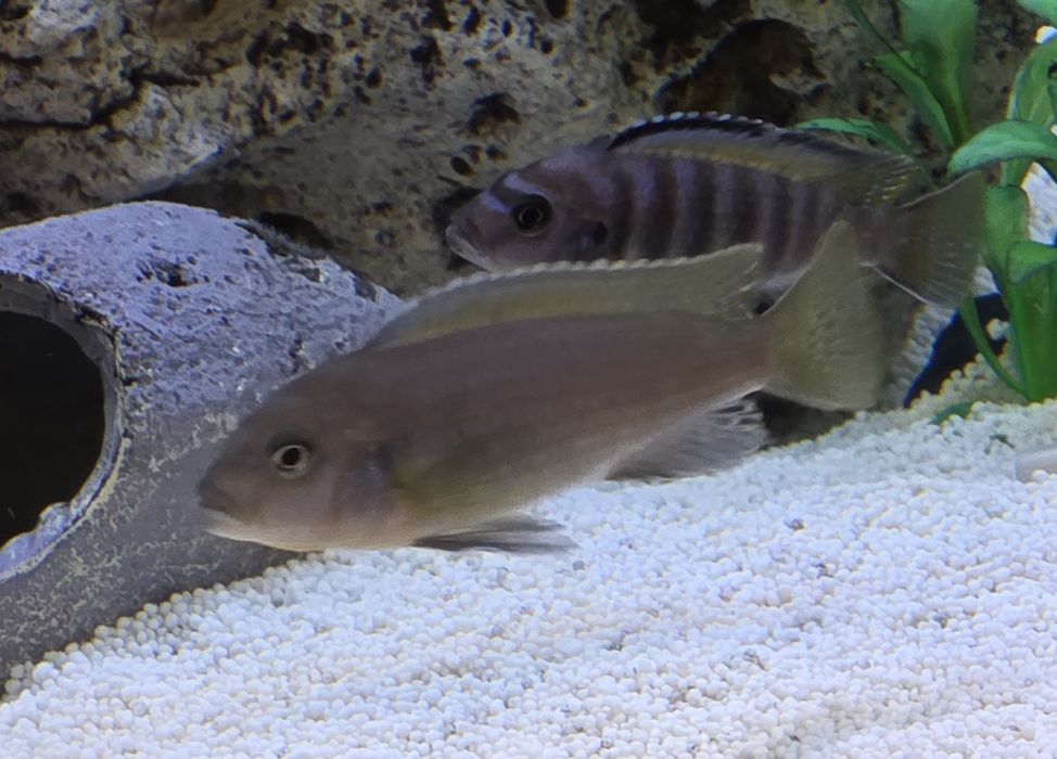 Peixes Ciclideos Africanos Varios