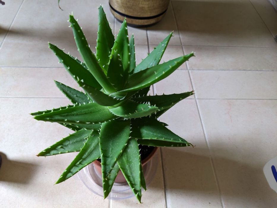 Продам різні сукуленти