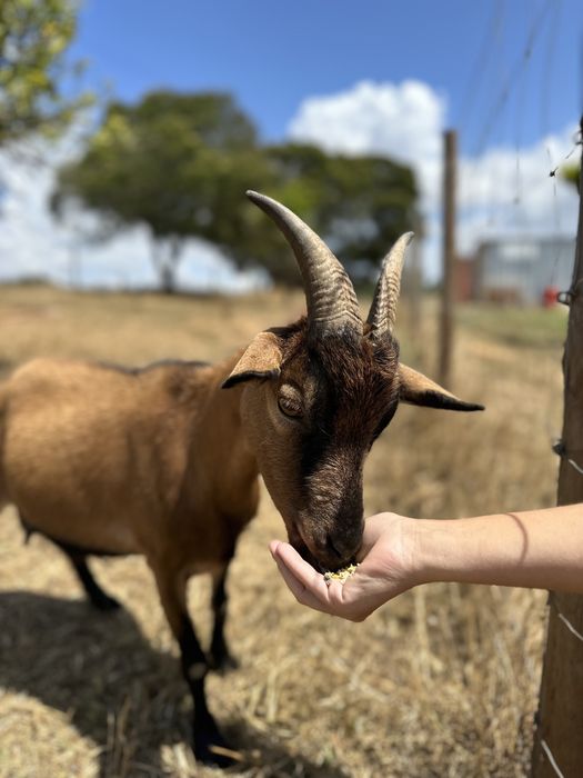 Quinta para Casamentos - Costa Vicentina