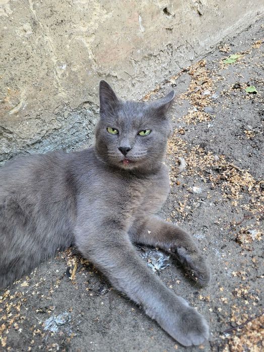 Котик схожий на російську блакитну шукає дім.