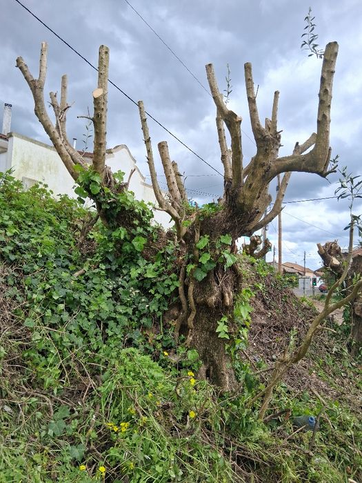Oliveiras galegas centenárias