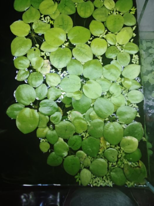Plantas flutuantes