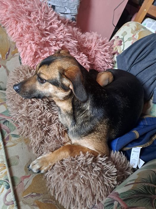 Słodka młodą sunia. Ma miesiąc abh znaleźć domek
