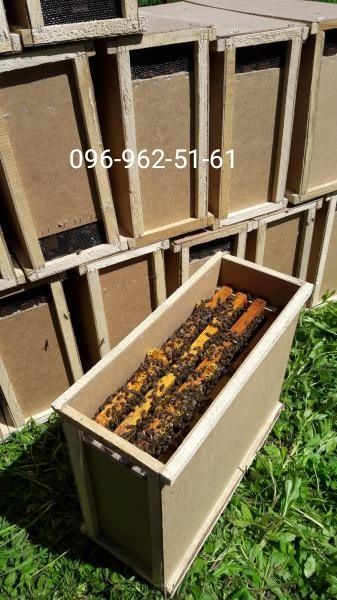 Пчёлопакеты Бакфаст 2026. Бджолопакети Бакфаст F1