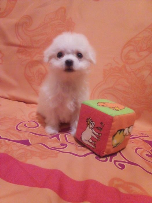 Цуценятка мальтіпу з доставкою у Ваше місто