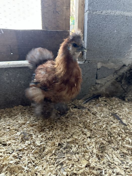 Vendo casal de sedosas do japão