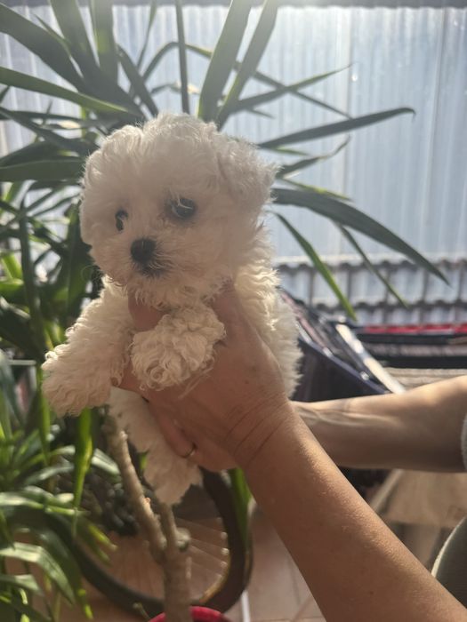 Гламурні цуценята бішонів