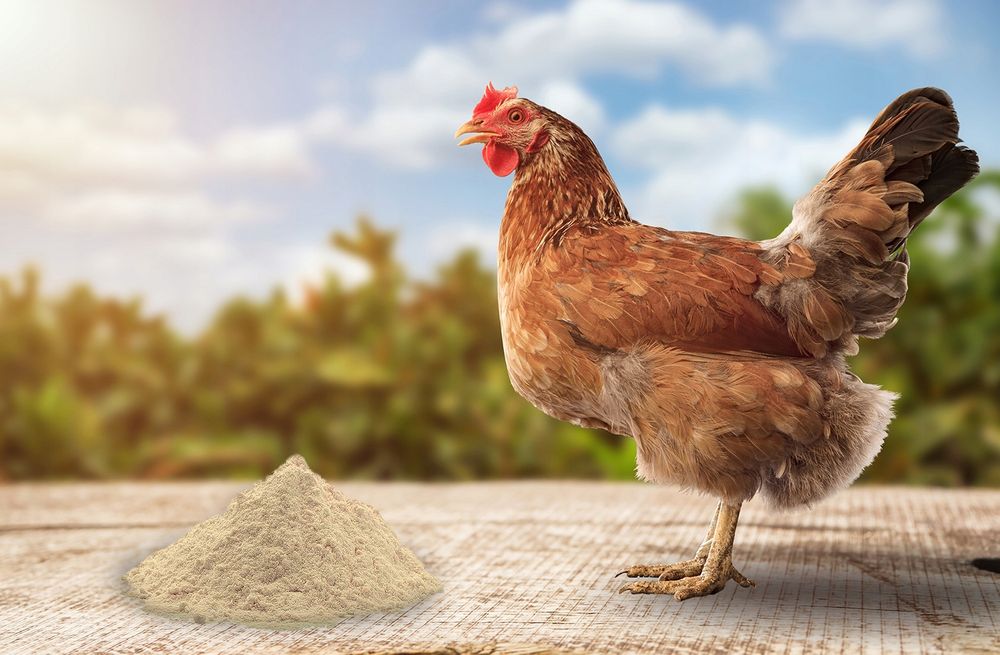 Naturalna ziemia okrzemkowa na wsparcie kur, gołębi Diatomit 10kg