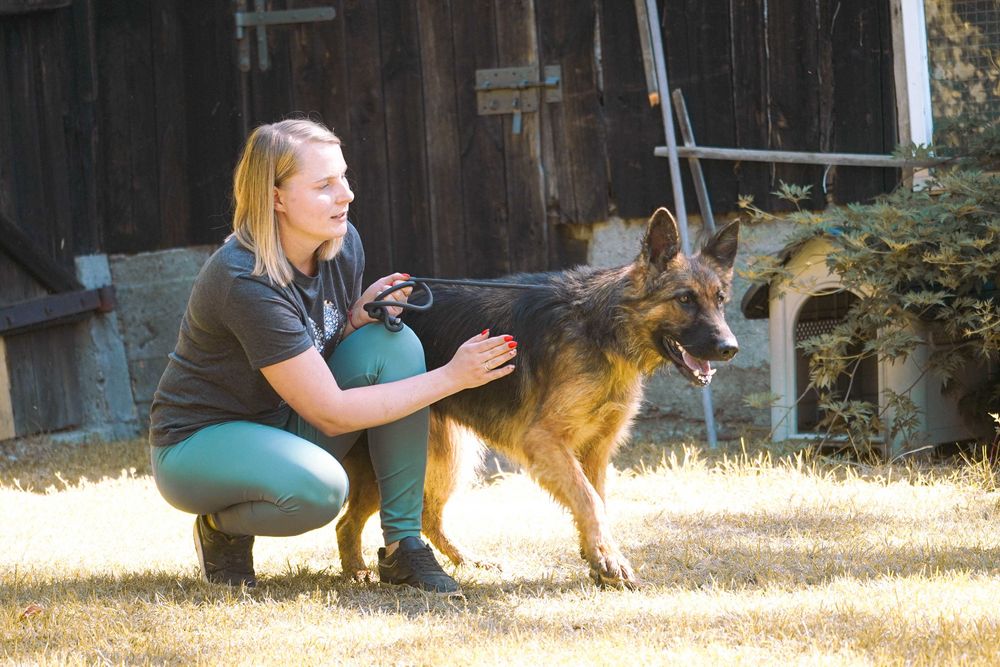 Pola - piękna sunia w typie owczarek niemiecki